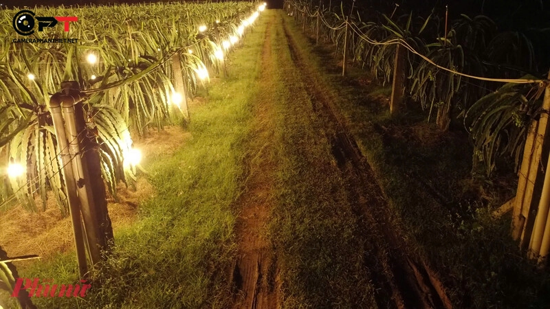 Camera Imou 4G cho vườn thanh long nên chọn thế nào?