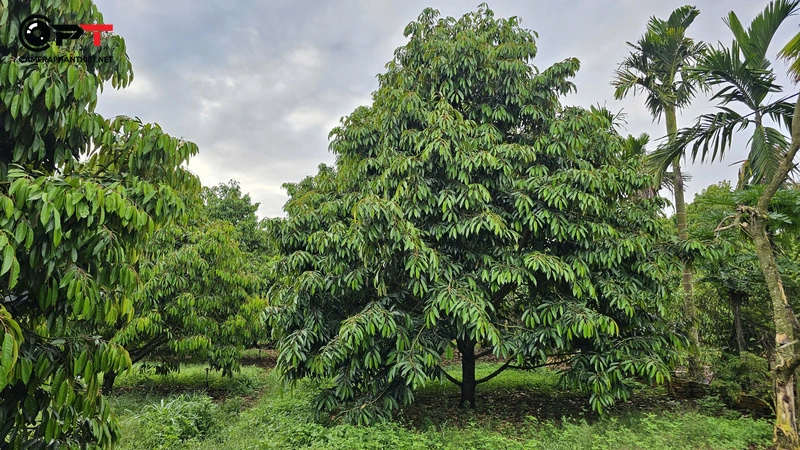 Nên chọn camera Imou 4G nào cho vườn, rẫy?