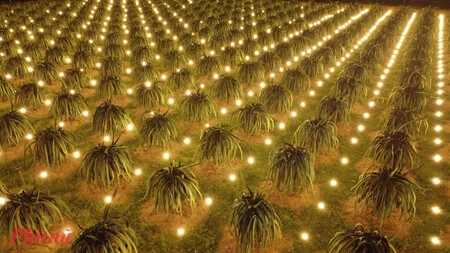 Vườn thanh long là một khu vực rộng lớn nên sử dụng camera 2 mắt