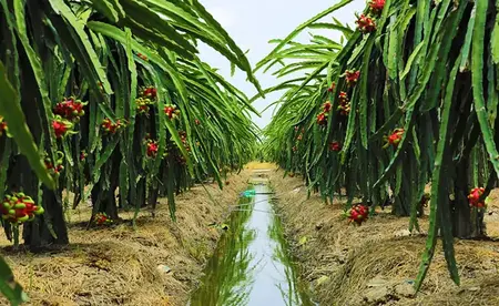 Vườn thanh long luôn có điện chỉ cần lắp sim 4G là sử dụng