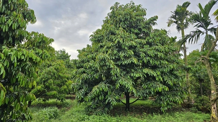 Nên chọn camera Imou 4G nào cho vườn, rẫy?