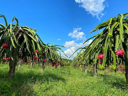 Vườn có nhiều hay ít vật cản để lựa chọn cho phù hợp